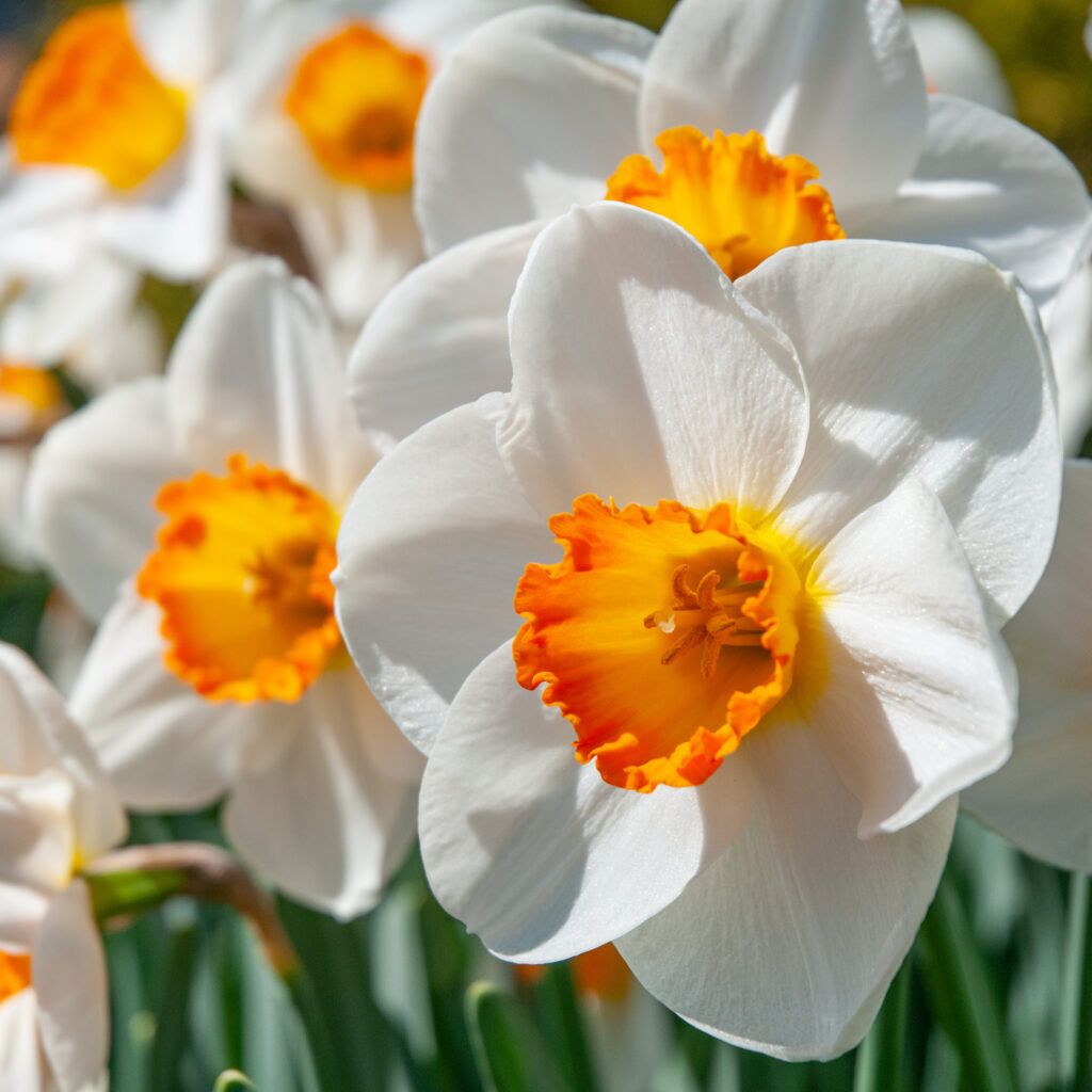 Daffodil April Queen