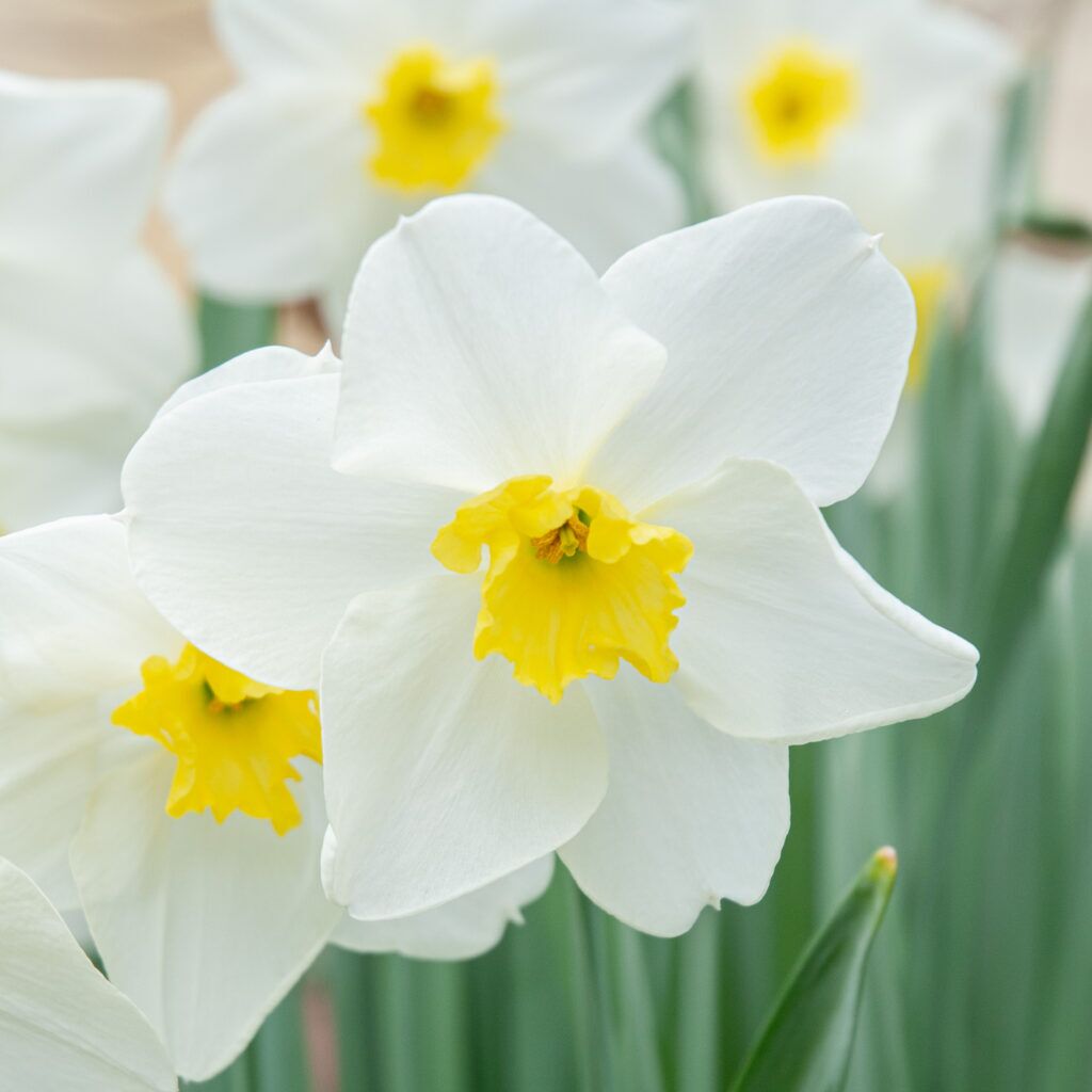 Queen of the North Daffodils in a square crop