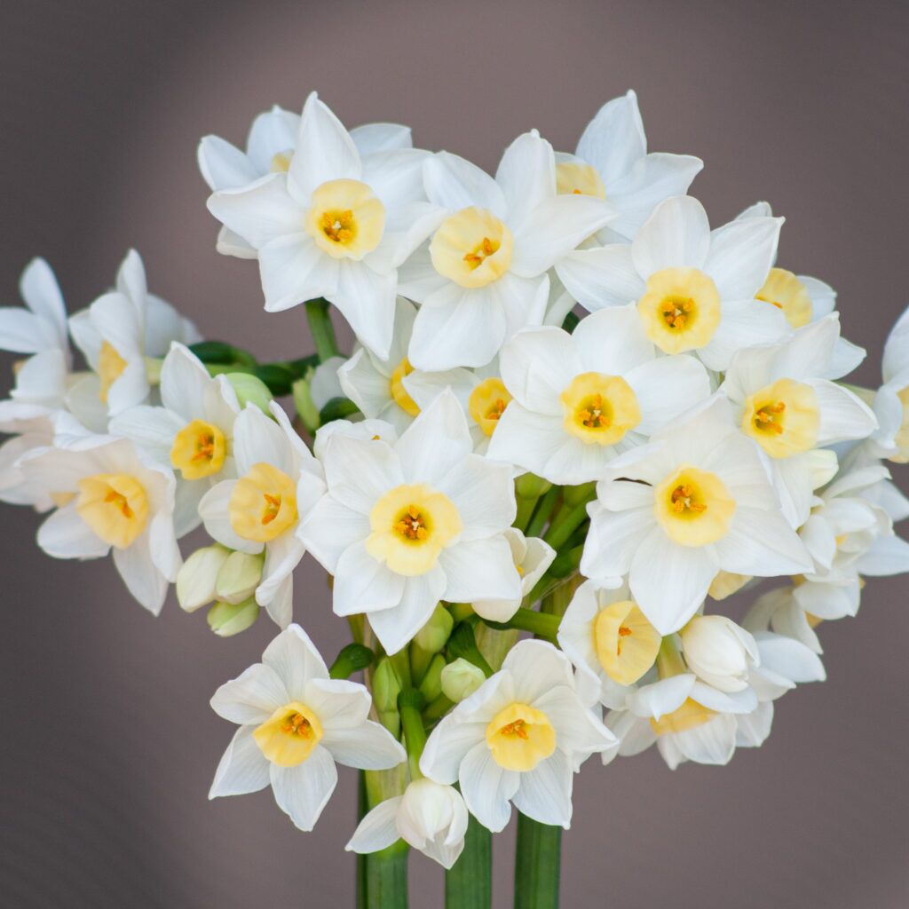 Daffodil Grand Primo