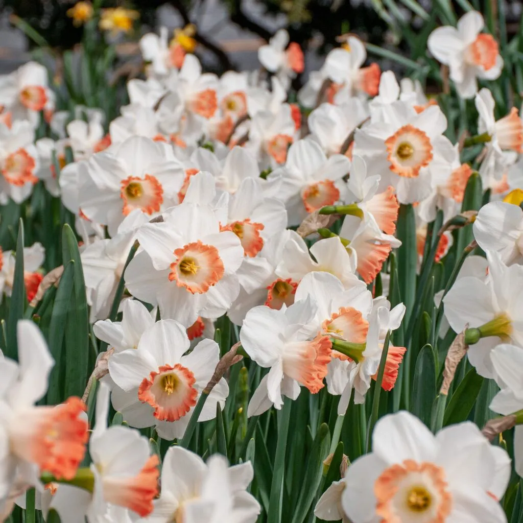 Daffodil Pink Charm LS