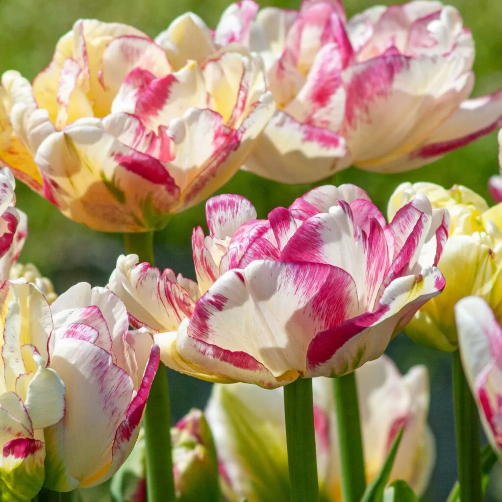 Double Shake Tulips cropped in a square