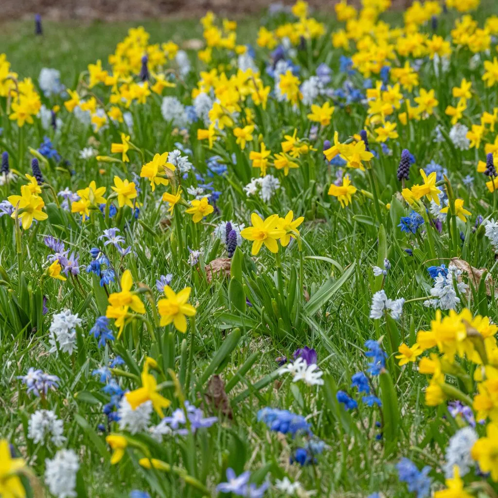 Lawn Starter Blend from Colorblends blooming in the grass in spring