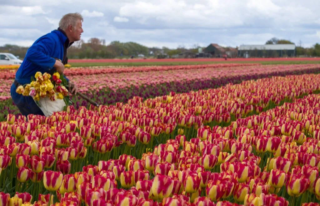 Headline Tulips from Colorblends