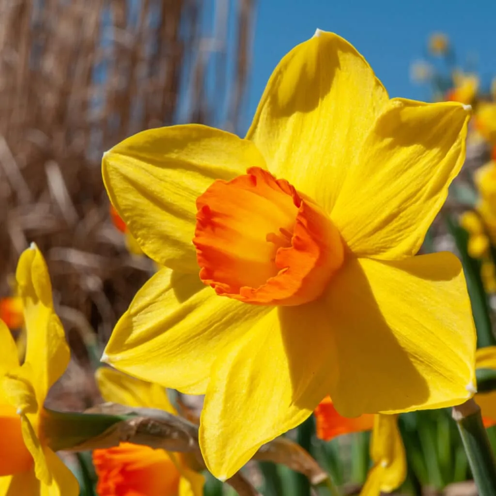 Brackenhurst Daffodils from Colorblends