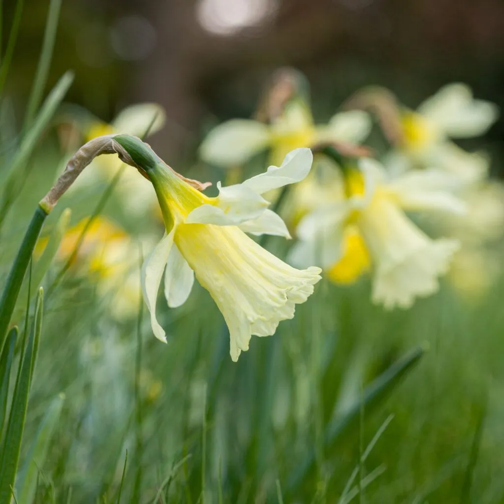 W.P. Milner Daffodils cropped in a square