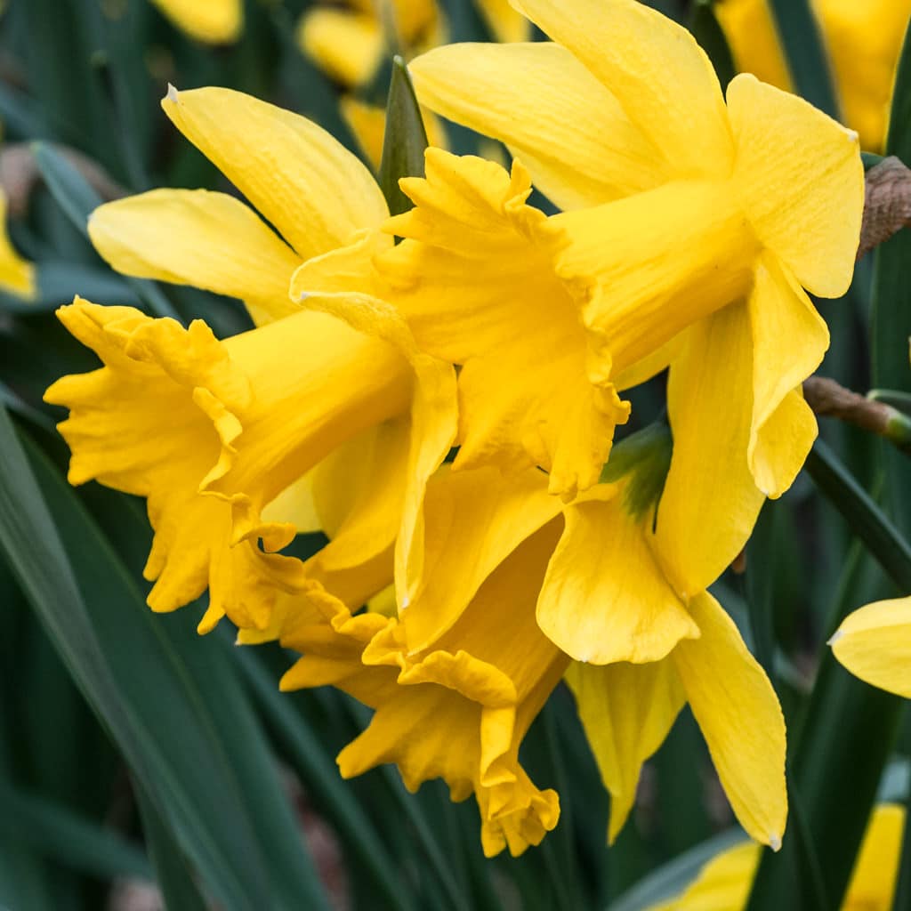 Golden Harvest Daffodils from Colorblends