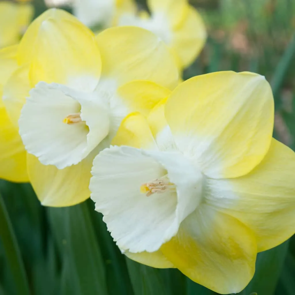 Avalon Daffodils by Colorblends