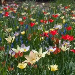 Aladdin’s Carpet tulips from Colorblends