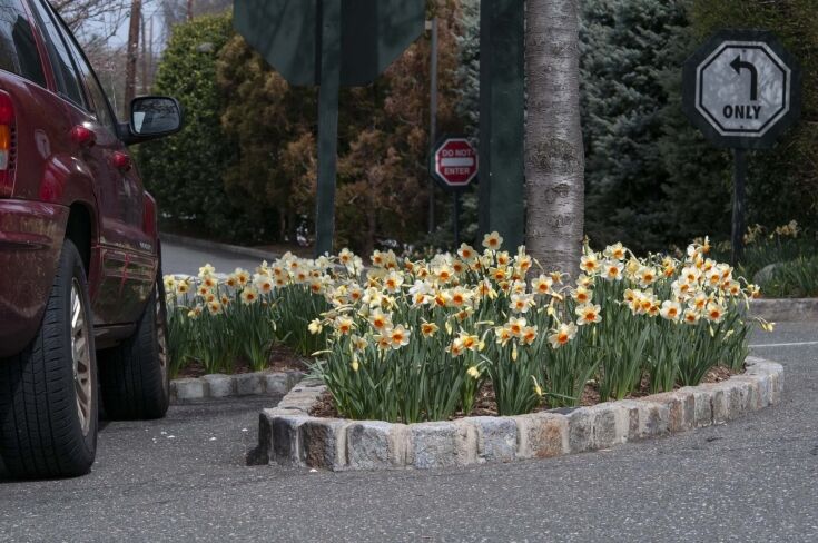 planting ideas for commercial spaces