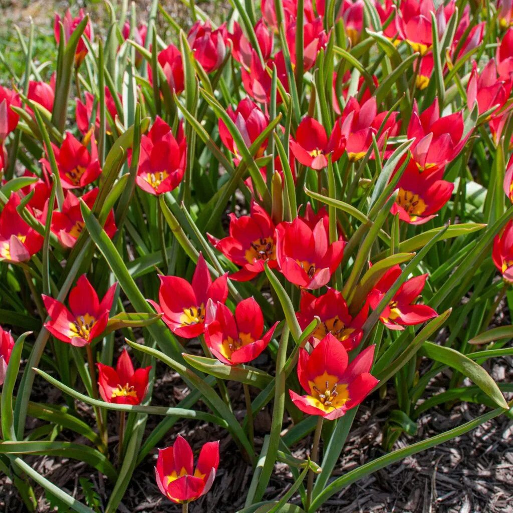 Red Beauty tulips cropped in a square