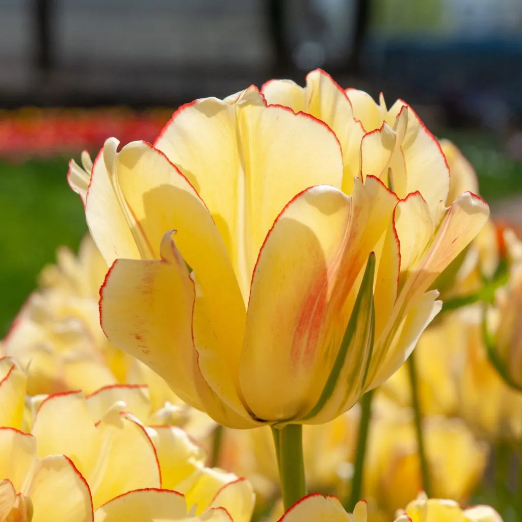 Akebono Tulips from Colorblends.