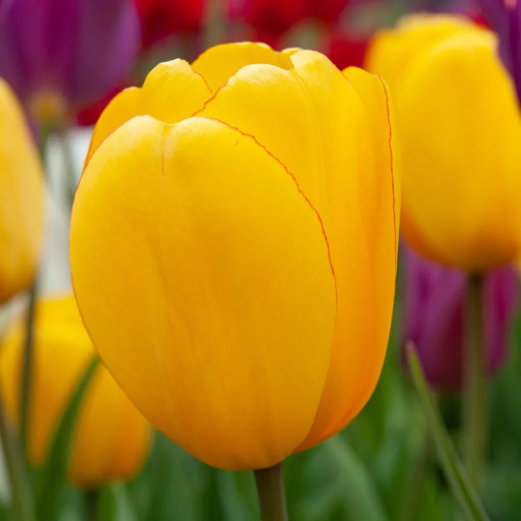 Best Yellow Tulips from Colorblends