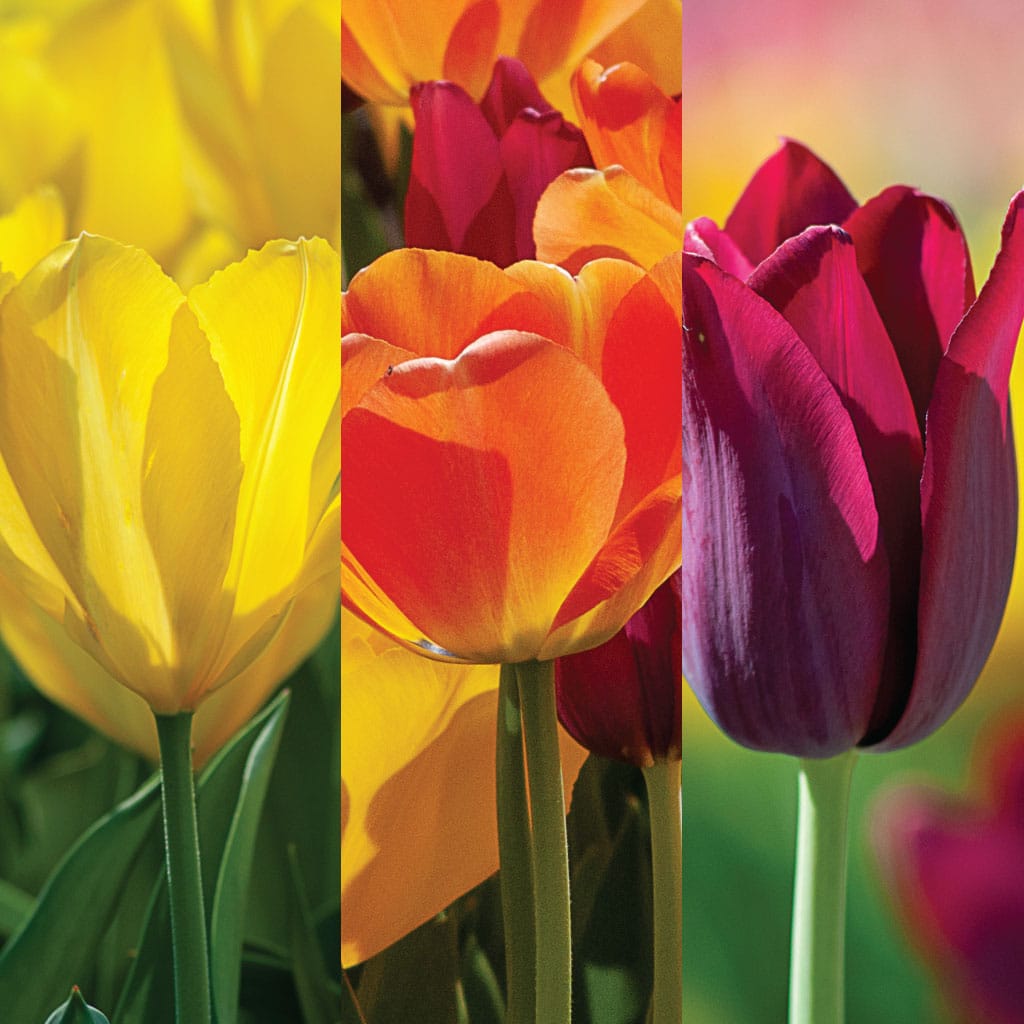 Triathlon Tulip from Colorblends