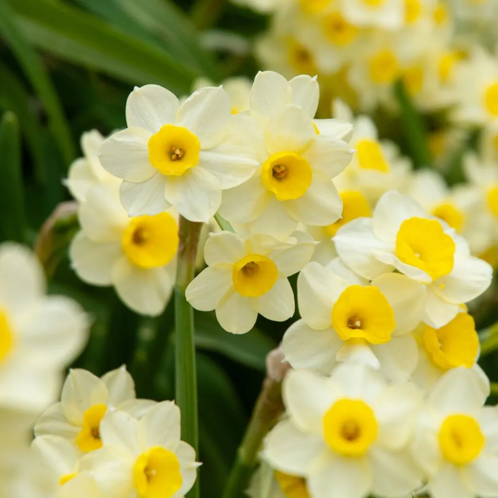 Minnow Daffodils from Colorblends