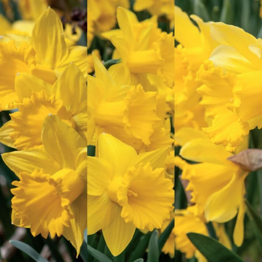 3D Daffodil from Colorblends