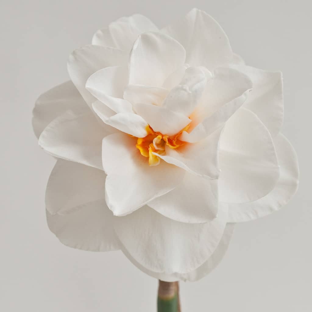 Acropolis Daffodils from Colorblends
