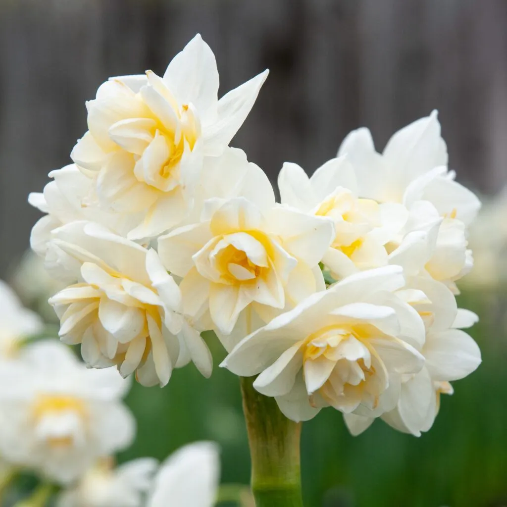 Erlicheer Daffodils from Colorblends