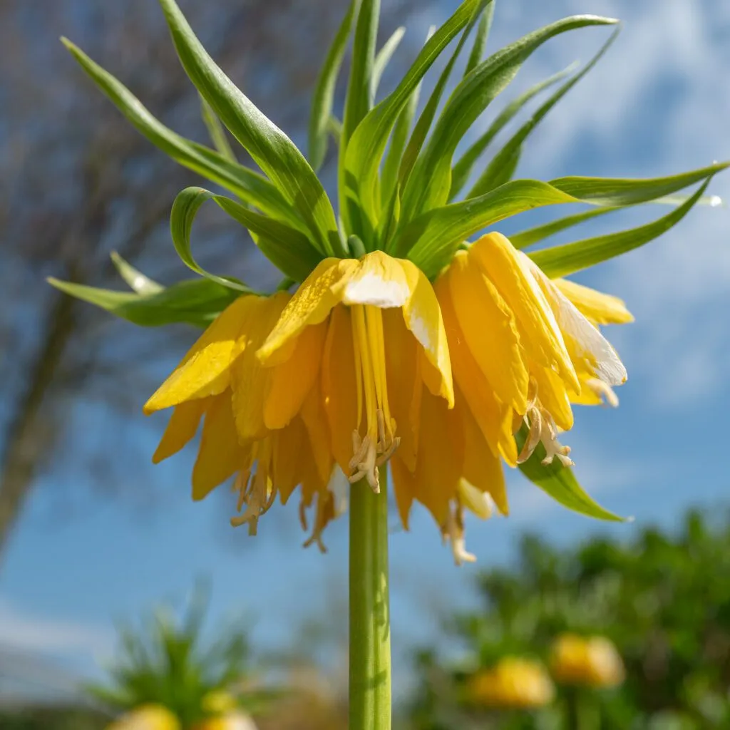 Yellow Crown Imperials from Colorblends