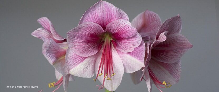 Purple Rain Amaryllis from Colorblends