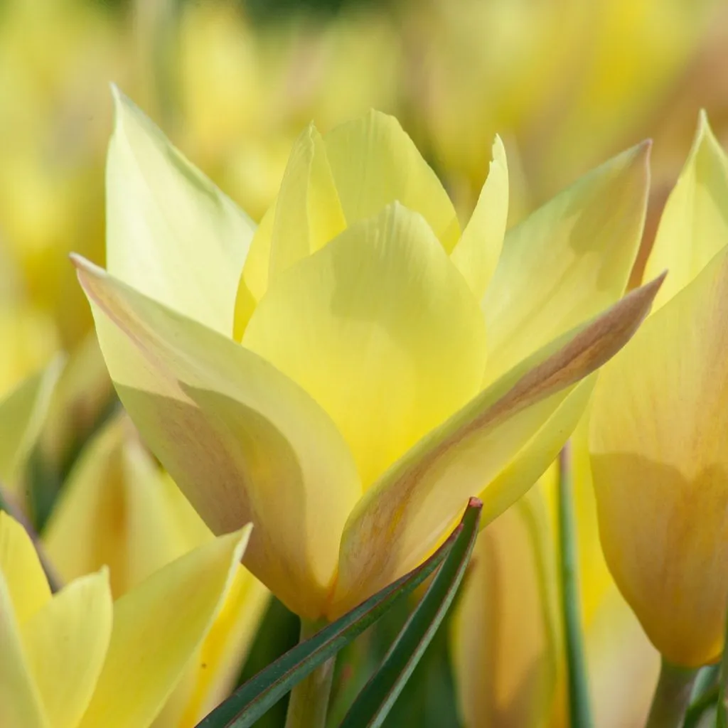 Honky Tonk Tulips from Colorblends