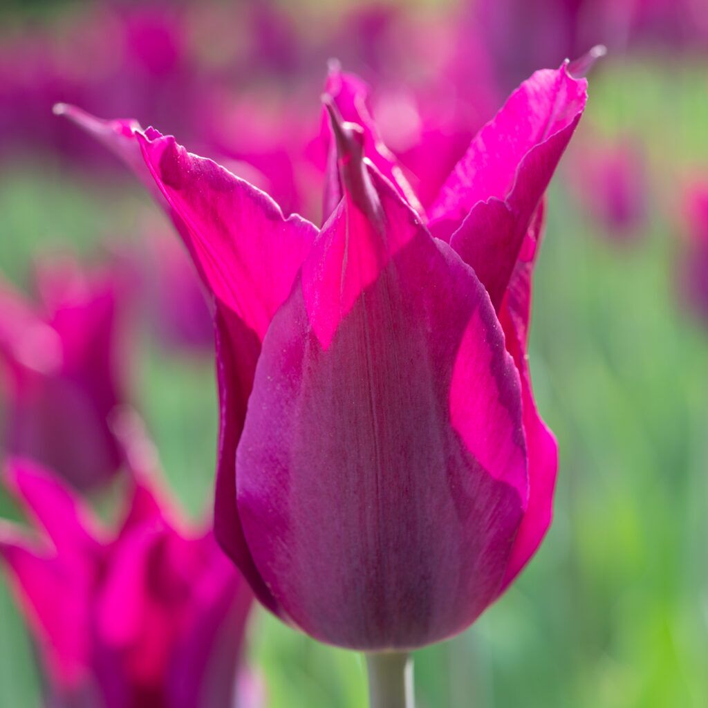Purple Heart Tulips from Colorblends