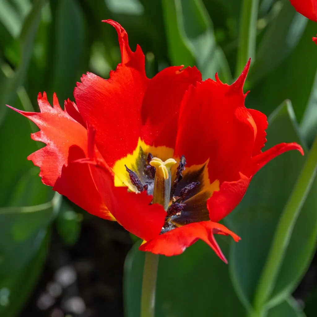 Robbedoes tulips from Colorblends