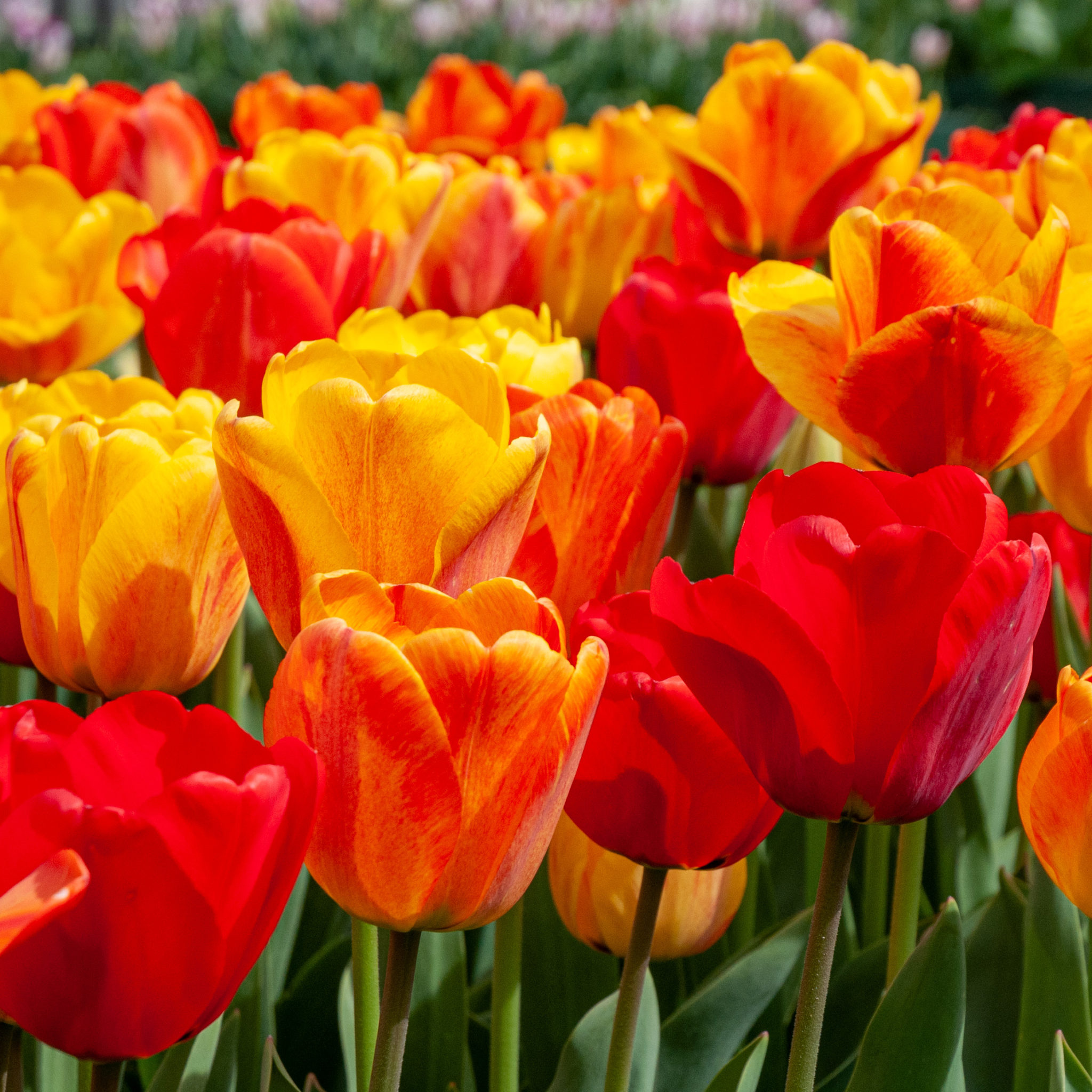 Flama Verna™ Tulip Blend | Wholesale Pricing | Colorblends®