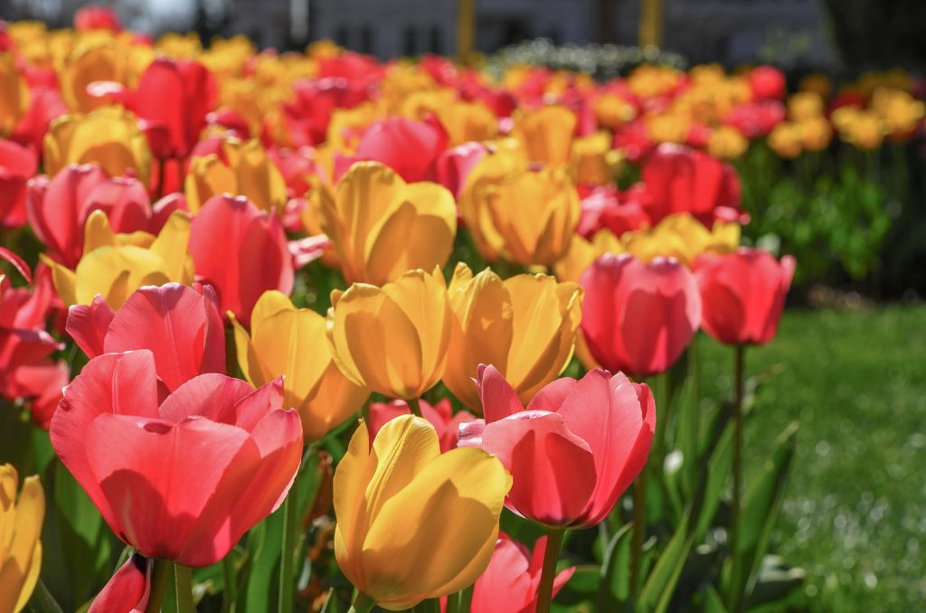 Tulip Bulbs | Item # 1234 Pink Margarita | For Sale - Colorblends®