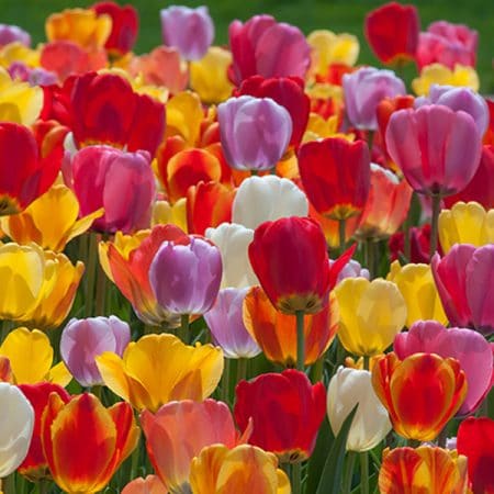Perennial Tulip Bulbs | Colorblends® Wholesale Flowerbulbs