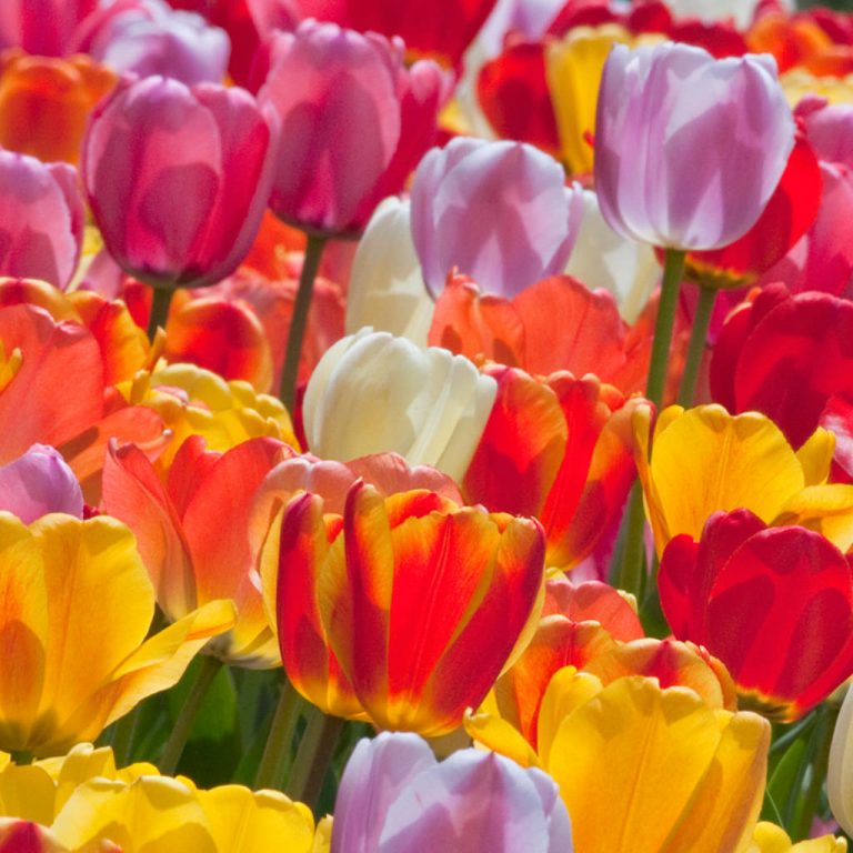 Tulip Blends | Dutch Flower Bulbs at wholesale prices - Colorblends®