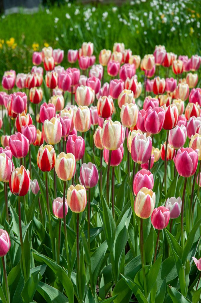 Skyliners™ Tulip Blend | Always Wholesale Pricing | Colorblends®