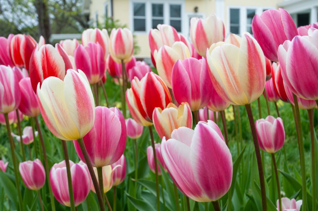 Skyliners™ Tulip Blend | Always Wholesale Pricing | Colorblends®