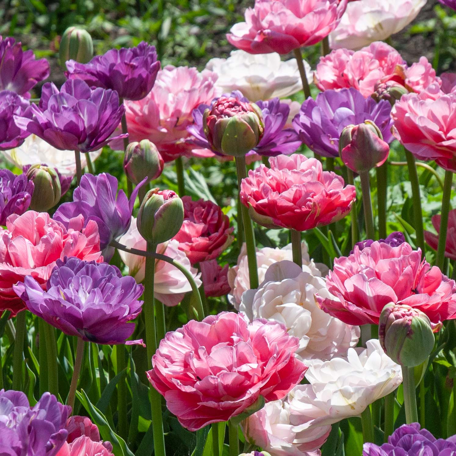 COLORBLENDS  Perennial Tulips