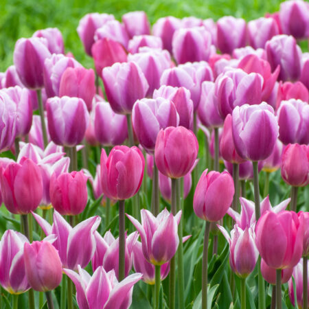 See View Plait® Tulip Blend | Wholesale Pricing | Colorblends®