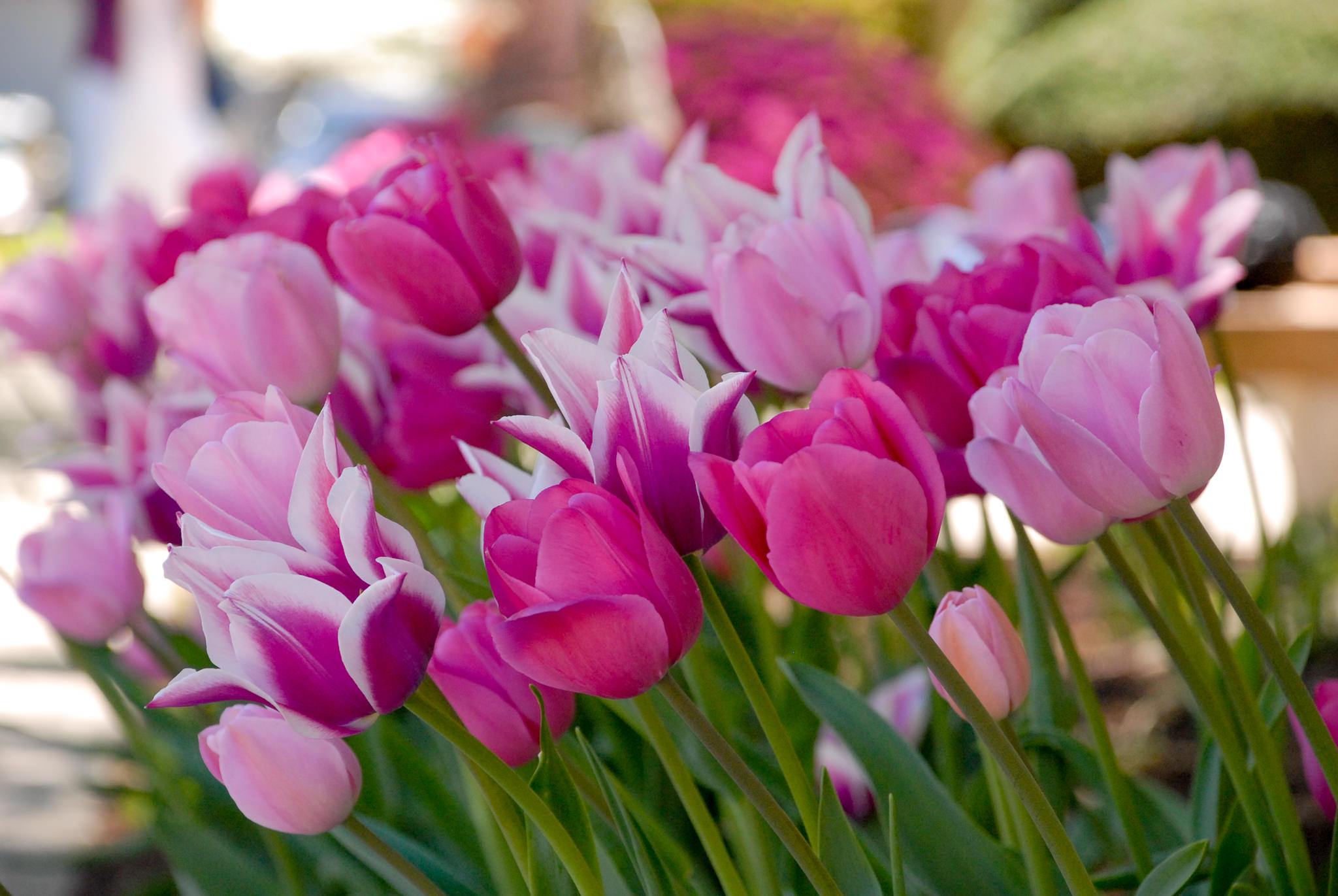 Пан Пан тюльпан. Песня Пан тюльпан. Gorgeous Tulips.