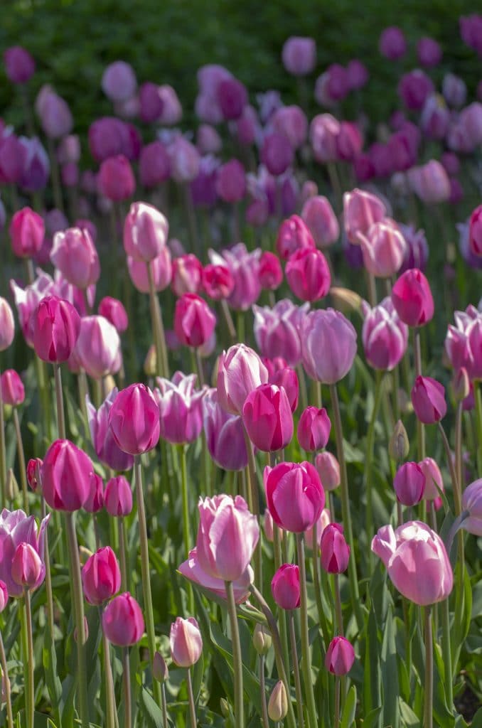 See View Plait® Tulip Blend | Wholesale Pricing | Colorblends®