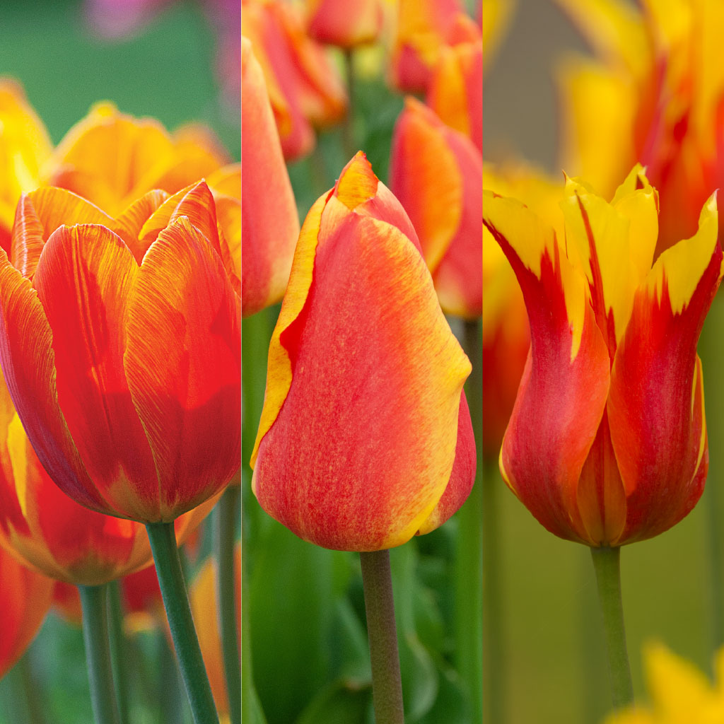 Red-Yellow Cubed™ Tulip Blend | Wholesale Prices | Colorblends®