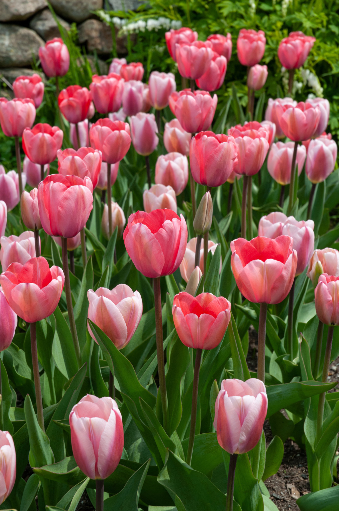 Pink Squared™ Tulip Blend | Wholesale Pricing | Colorblends®