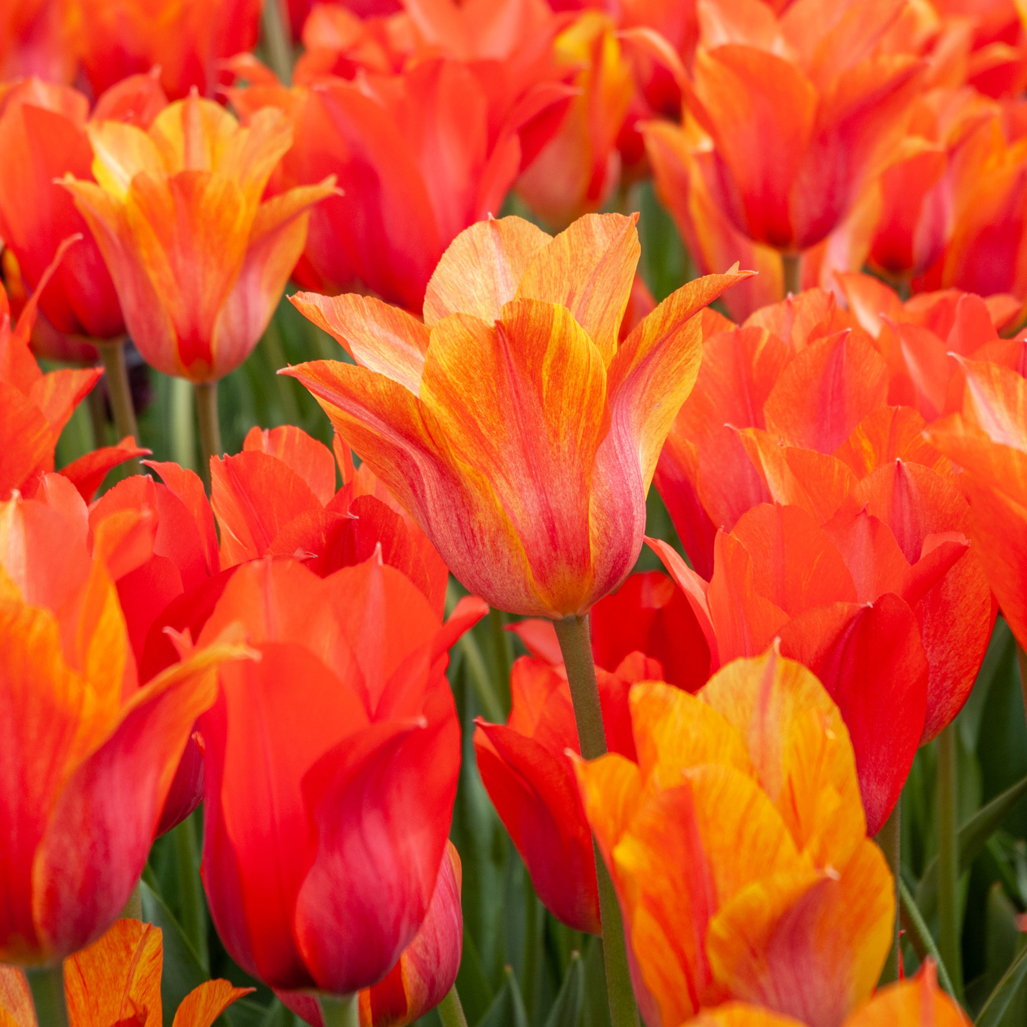 El Niño Tulip Bulbs | Always Wholesale Pricing | Colorblends®