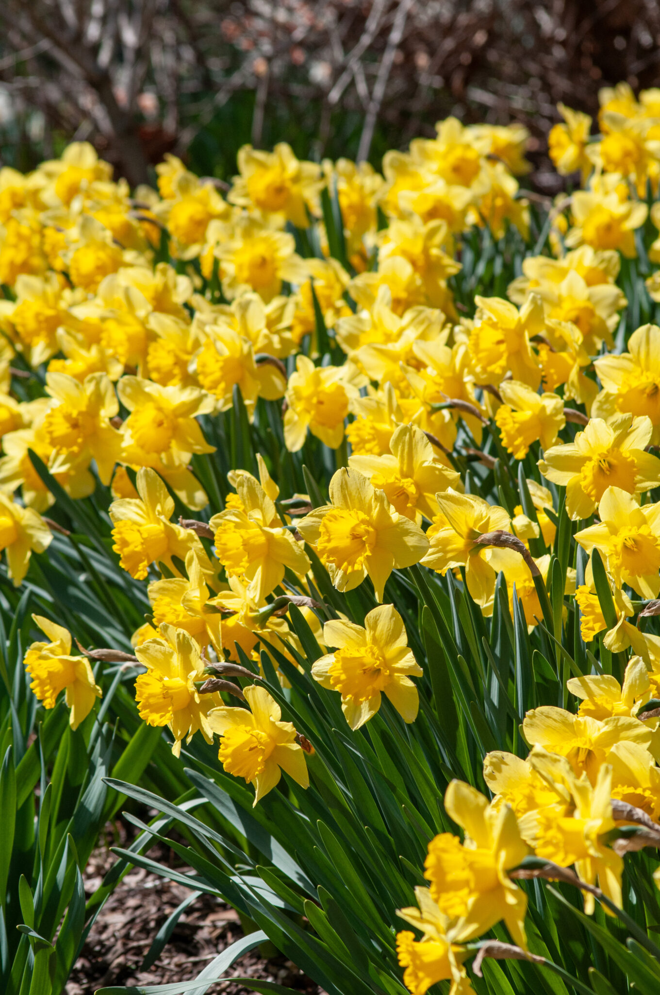 Daffodil Carlton – De Vroomen Garden Products