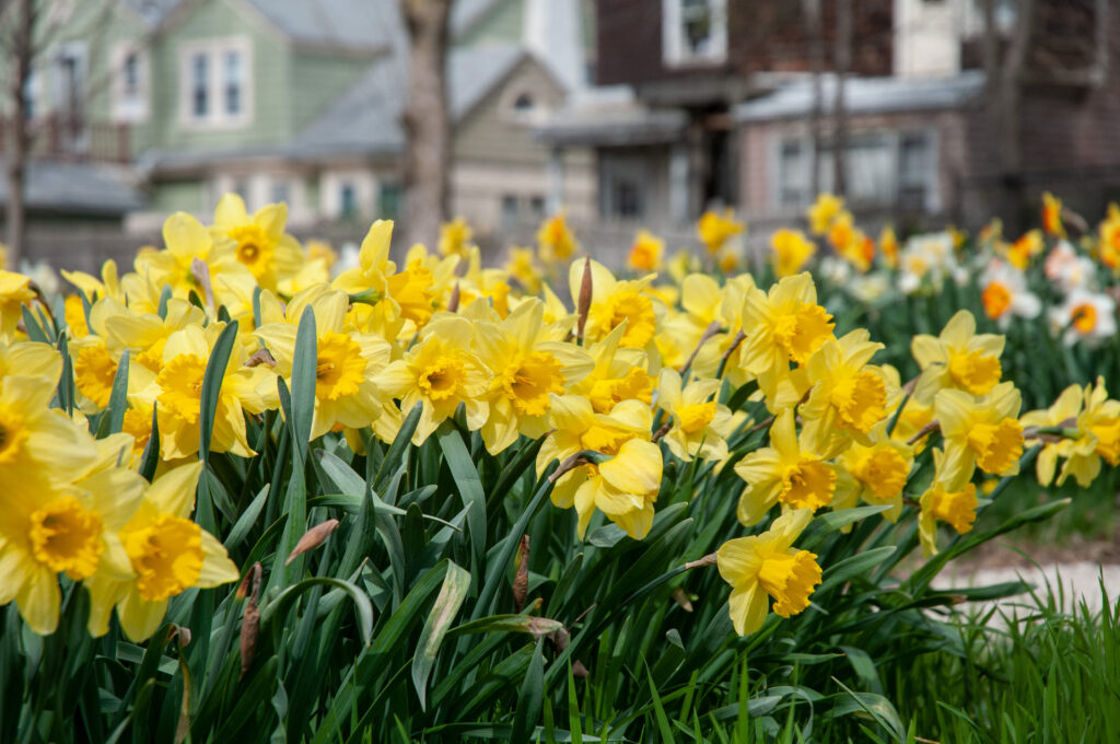 Daffodil Carlton – De Vroomen Garden Products