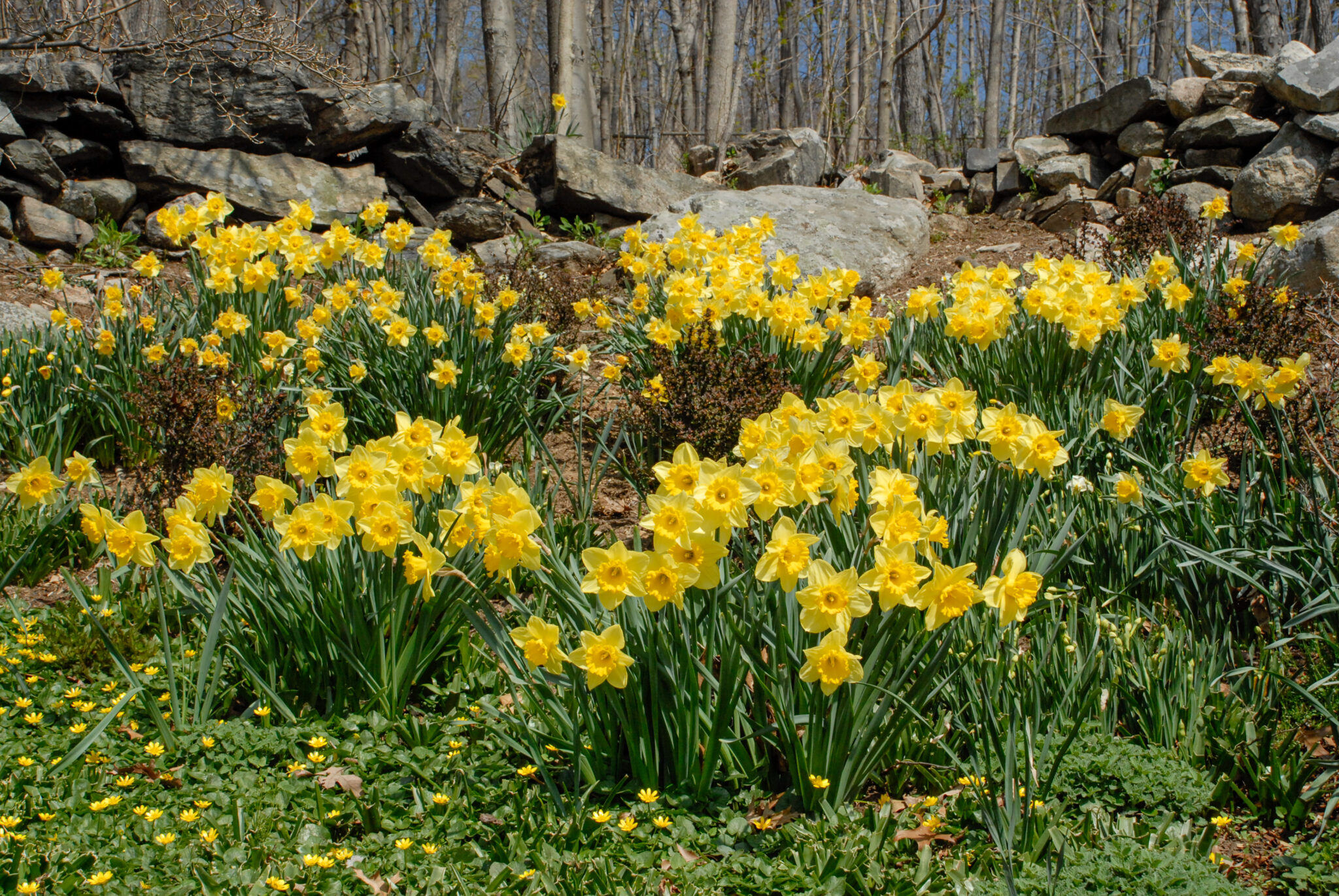 Daffodil Carlton – De Vroomen Garden Products