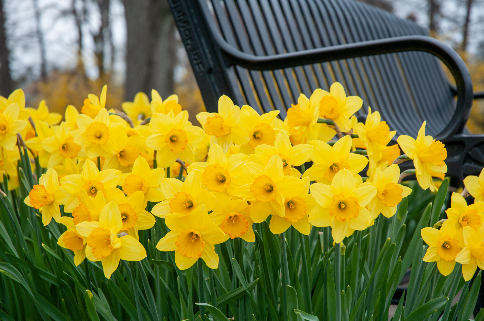 Double Daffodil Bulbs  Colorblends® Wholesale Flowerbulbs