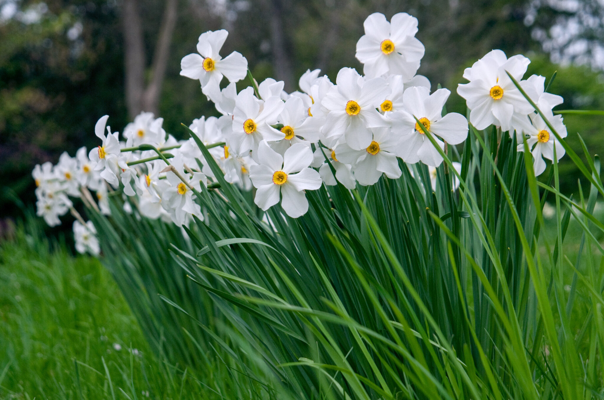 Actaea Daffodil Bulbs | Always Wholesale Pricing | Colorblends®