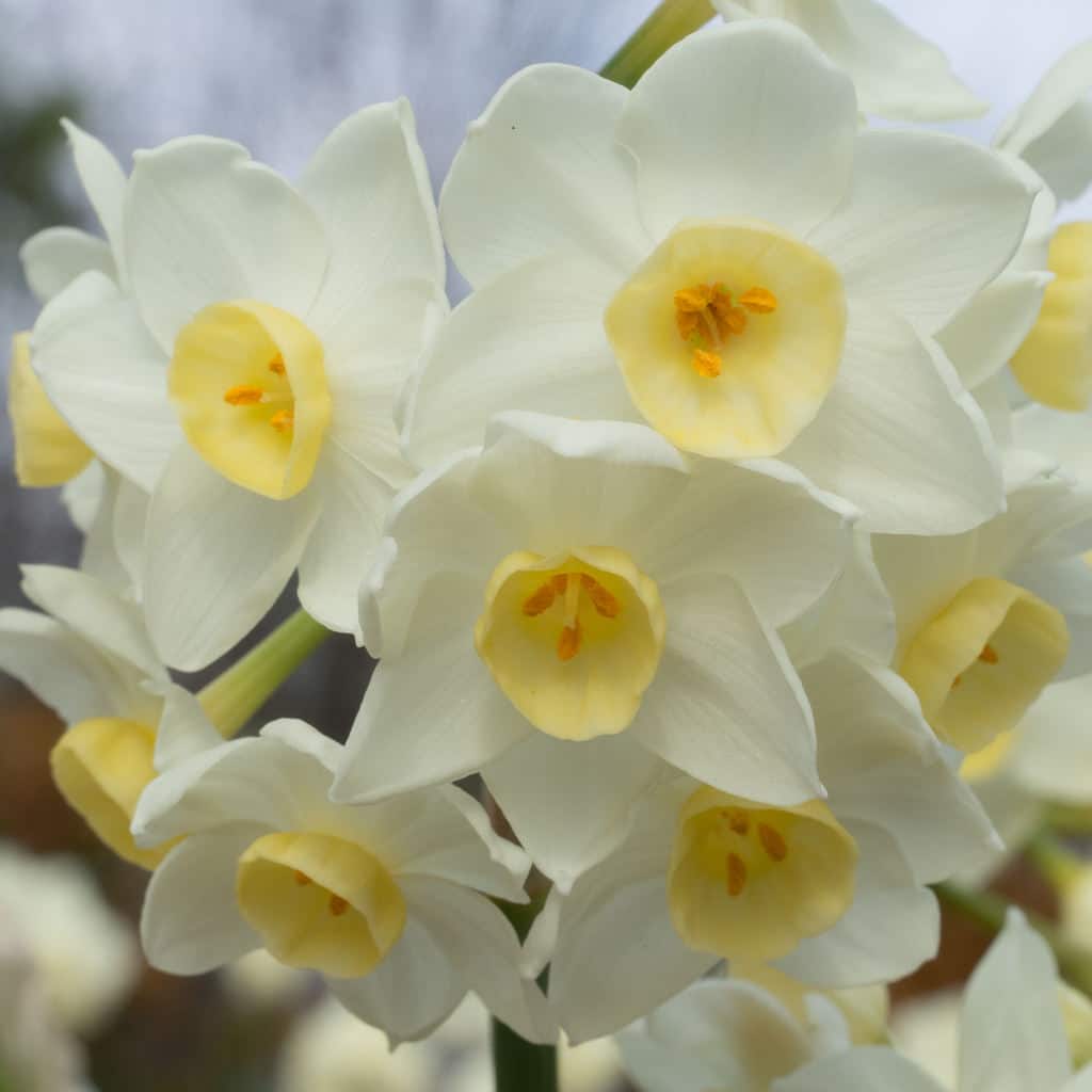 Daffodils For The South Dutch Flower Bulbs At Wholesale Prices Colorblends