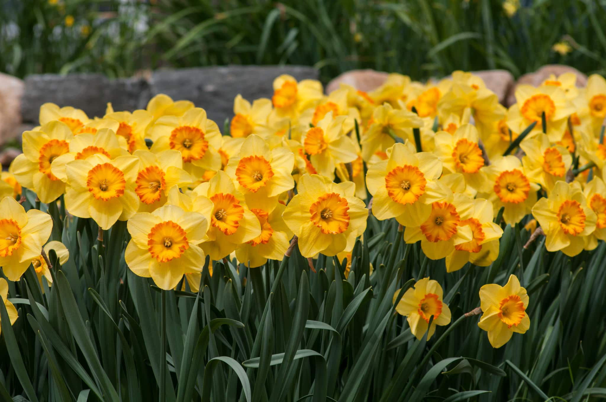 Double Daffodil Bulbs  Colorblends® Wholesale Flowerbulbs