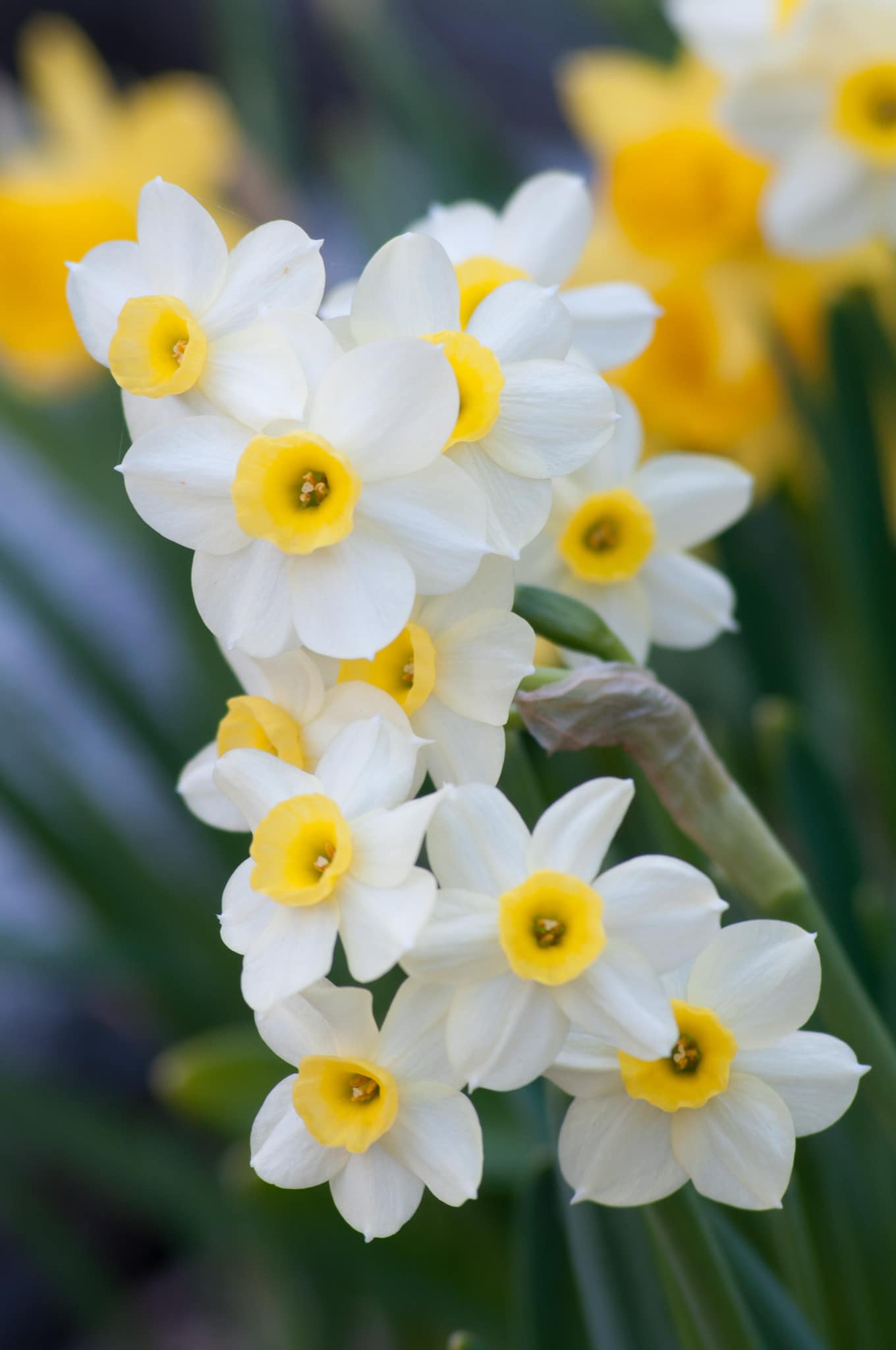 Minnow Daffodil Narcissus, Tulip World