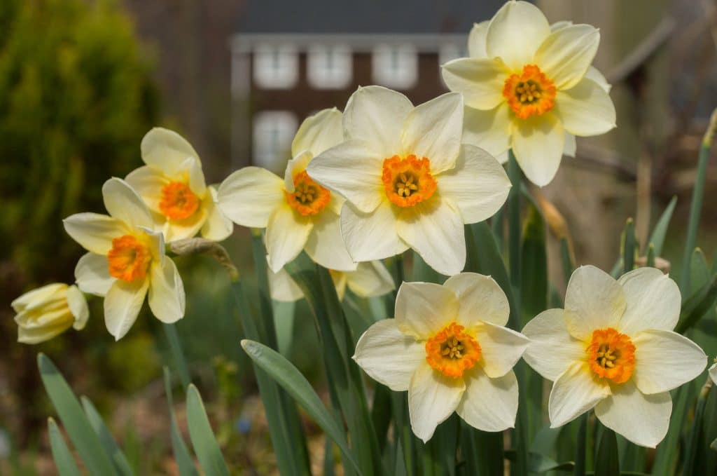 Daffodil Bulbs | Item # 3052 Barrett Browning | For Sale - Colorblends®