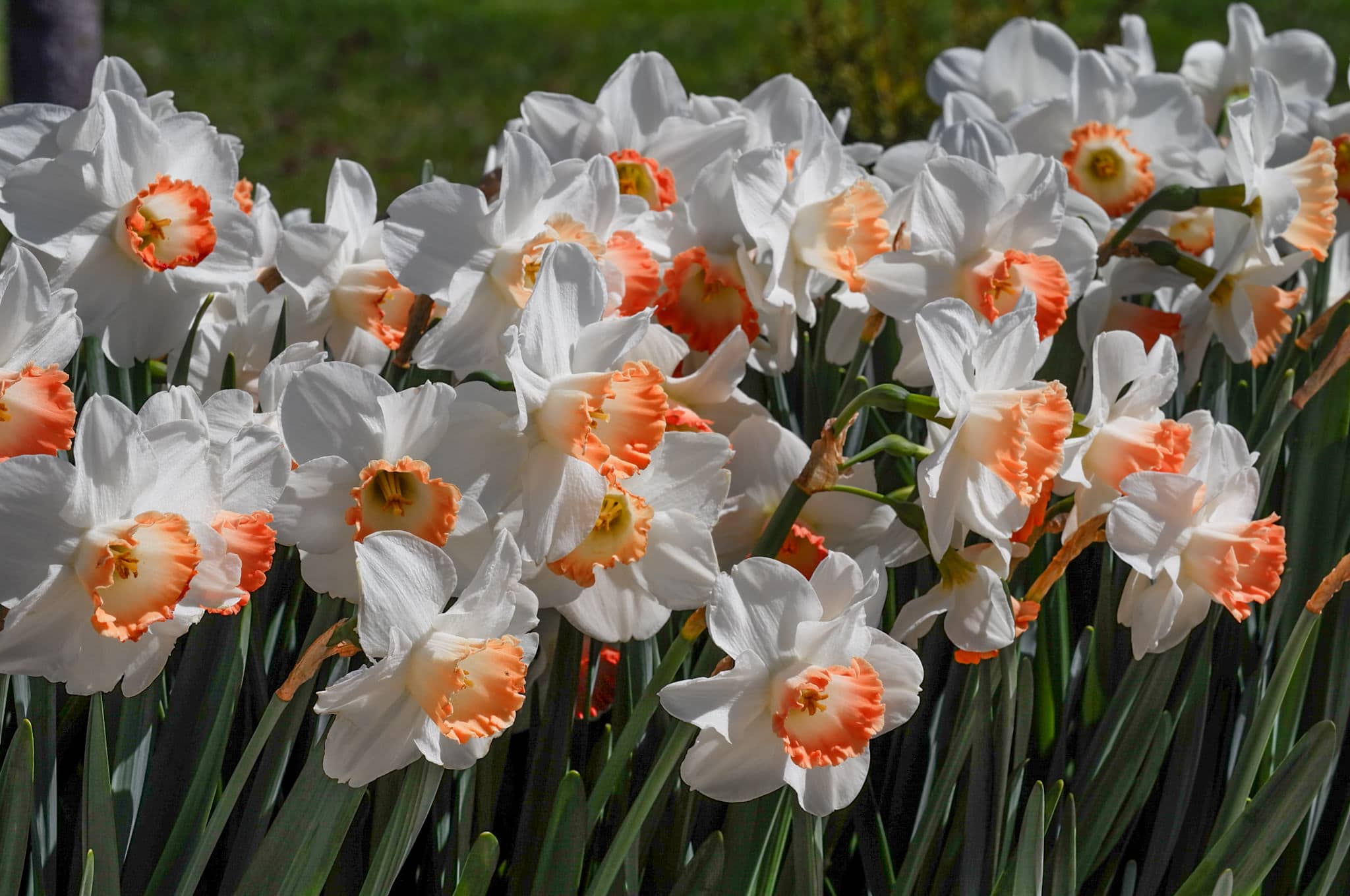 Daffodil Pink Charm, Buy Online at DutchGrown™