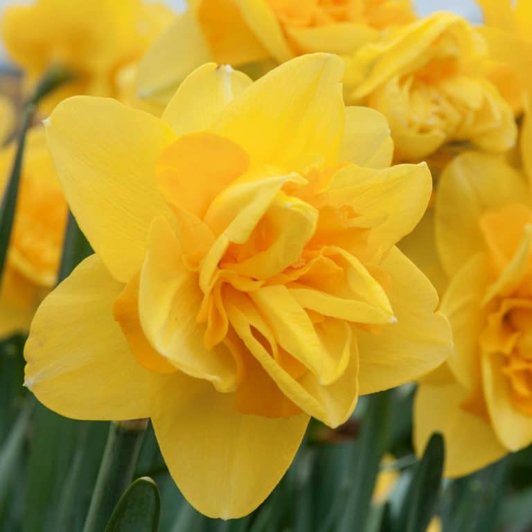 Queen's Day Daffodil Bulbs | Wholesale Pricing | Colorblends®